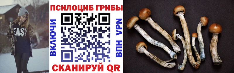 где можно купить наркотик  Новоульяновск  Псилоцибиновые грибы Cubensis 
